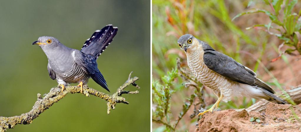 STODDARD MC: Avian vision, mimicry, and masquerade and exploit their reproductive investment (see Welbergen and Davies, 2011).