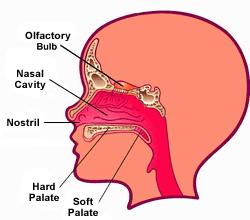 Whenever air is breathed in from the nose, the air goes to the nasal passage, then to the nasal cavity. Then it goes to the lungs through the trachea.