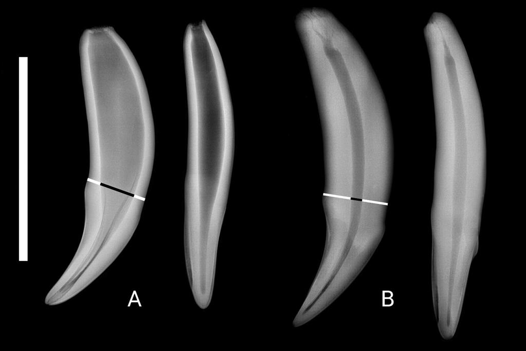 Fig. 1. X-ray photographs of two isolated lower canines of wildcats (Felis silvestris) in two different angles; A, B Halle 56/183,, 8 months old; C, D Halle 79/239,, 48 months old. Scale bar = 6 mm.