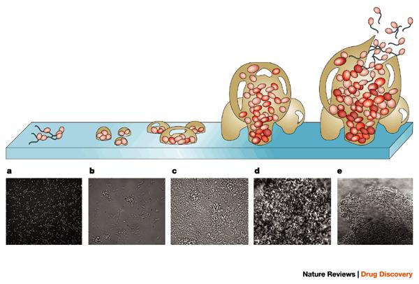 Biofilm Formation Bacteria attach reversibly irreversibly Early biofilm 1 st