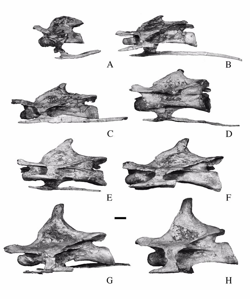 Figure 9. Cervical vertebrae of Malawisaurus dixeyi, anteroposterior progression. A = Mal-243; B = Mal-278-1; C = Mal-278-2; D = Mal-278-3; E = Mal-280-1; F Mal-280-2; G = Mal-280-3; H = Mal-280-4.