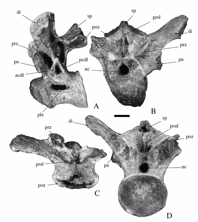 Figure 10. Anterior dorsal vertebra of Malawisaurus dixeyi (Mal-238). A, left lateral view; B, anterior view; C, dorsal view; D, posterior view. Scale bar =50 mm.