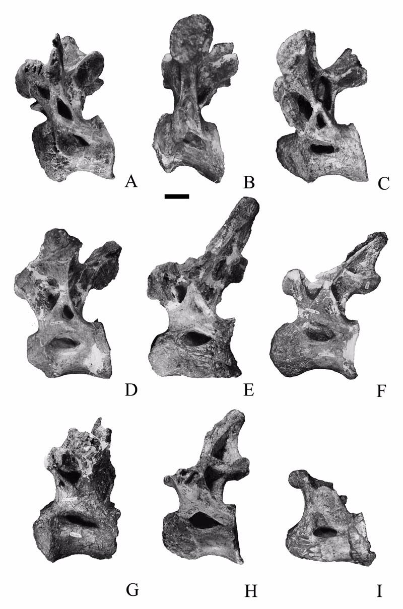Figure 11. Dorsal vertebra of Malawisaurus dixeyi, anteroposterior progression. A = Mal-239; B = Mal-236; C = Mal- 238; D = Mal-181; E = Mal-237; F = Mal-241; G = Mal-240; H = Mal- 182; I = Mal-242.