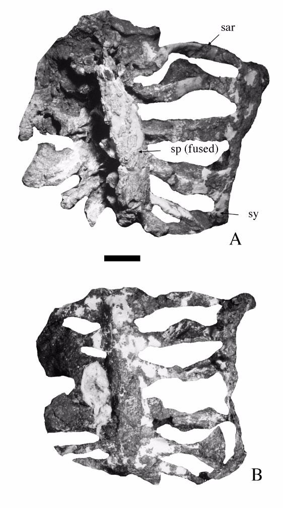 Figure 13. Sacrum of Malawisaurus dixeyi (Mal-277-1). A, dorsal view; B, ventral view. Scale bar = 100 mm. The posterior end of sacral six is not completely preserved.