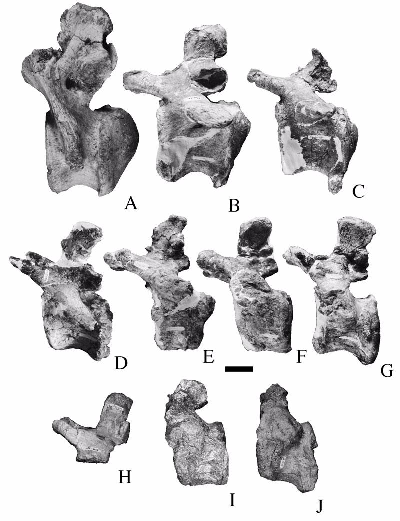 Figure 14. Anterior caudal vertebrae of Malawisaurus dixeyi. A = Mal-200; B = Mal-191; C = Mal-185; D-G = articulated set, Mal-225-1 to Mal-225-4; H = Mal-231; I = Mal-228; J = Mal-227.