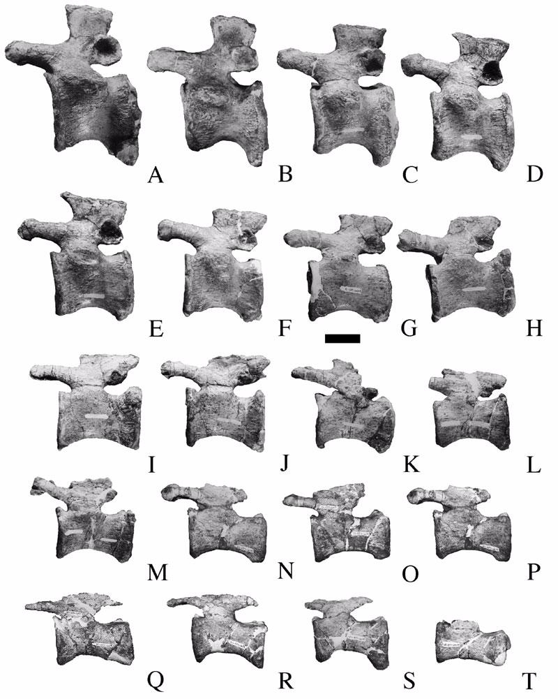 Figure 15. An articulated set of middle to posterior caudal vertebrae of Malawisaurus dixeyi (Mal-197-1 to Mal-197-20). Right lateral view, reversed. Scale bar = 40 mm.
