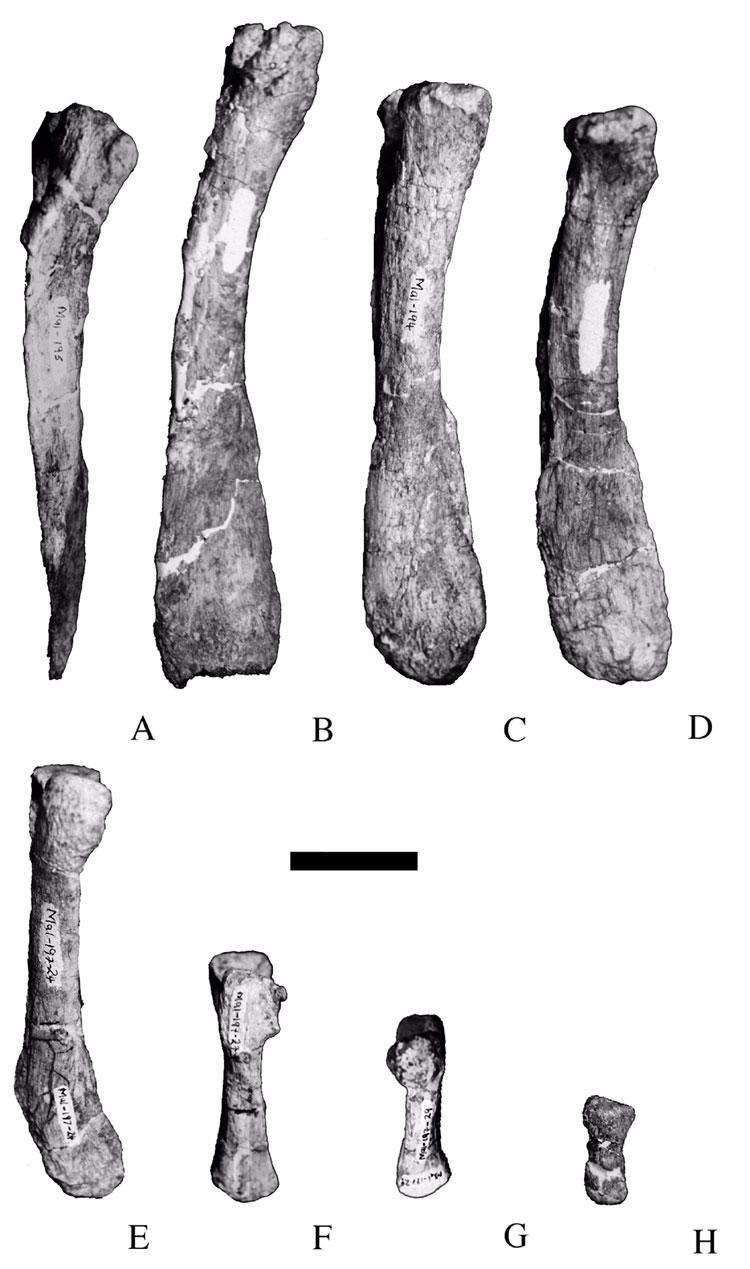Figure 18. Chevrons of Malawisaurus dixeyi, lateral view, anteroposterior progression.