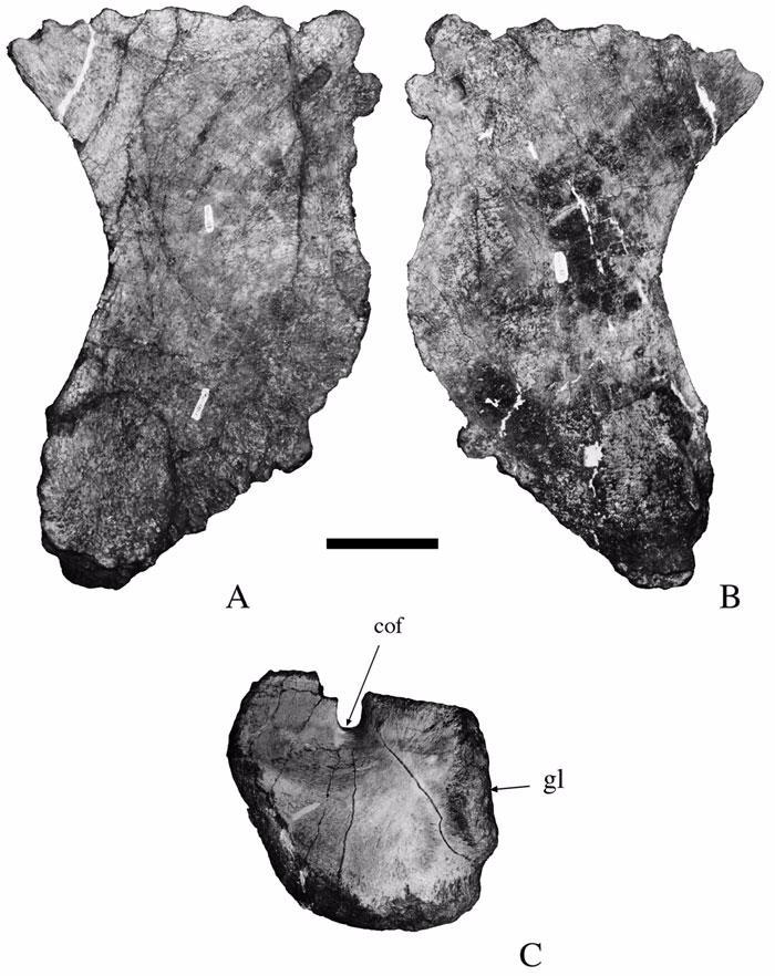 Figure 19. Pectoral girdle of Malawisaurus dixeyi. A and B, left sternal plate (Mal-188-1); C, left coracoid (Mal- 235). A, dorsal view; B, ventral view; C, lateral view. Scale bar = 100 mm.