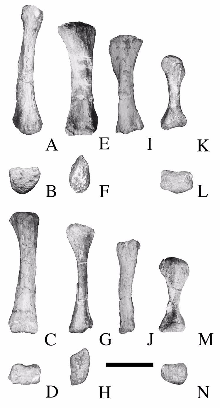 Figure 21. Ulna and radius of Malawisaurus dixeyi. A-C, left ulna (Mal-218); D-G, right radius (Mal-41).