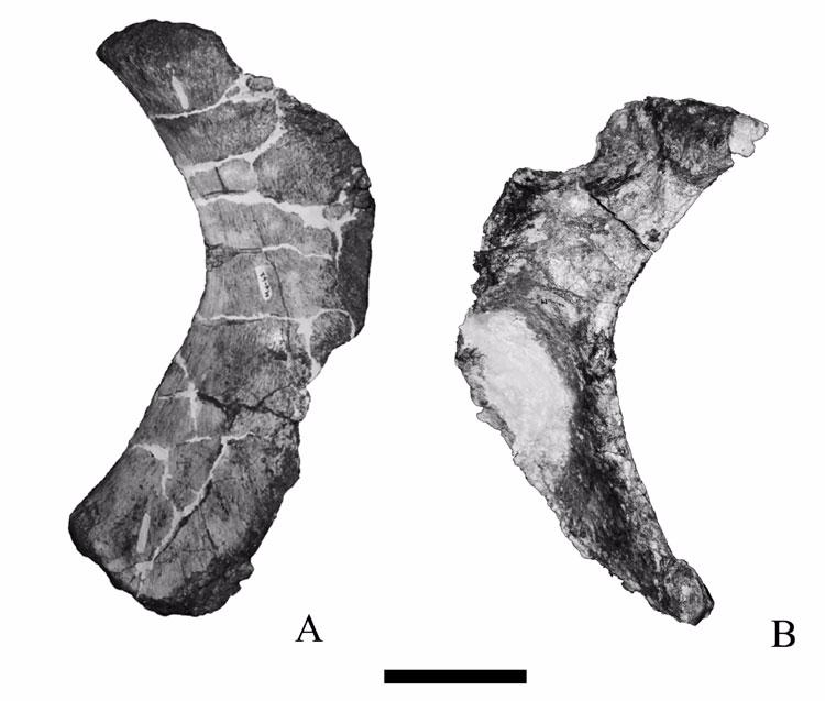 Figure 23. Ischia of Malawisaurus dixeyi. A and B, ischia; A = Mal-42, left; B = Mal-183-1, right; ventral surface of the posterior process of Mal-183-1 is damaged. Scale bar = 100 mm. Figure 24.