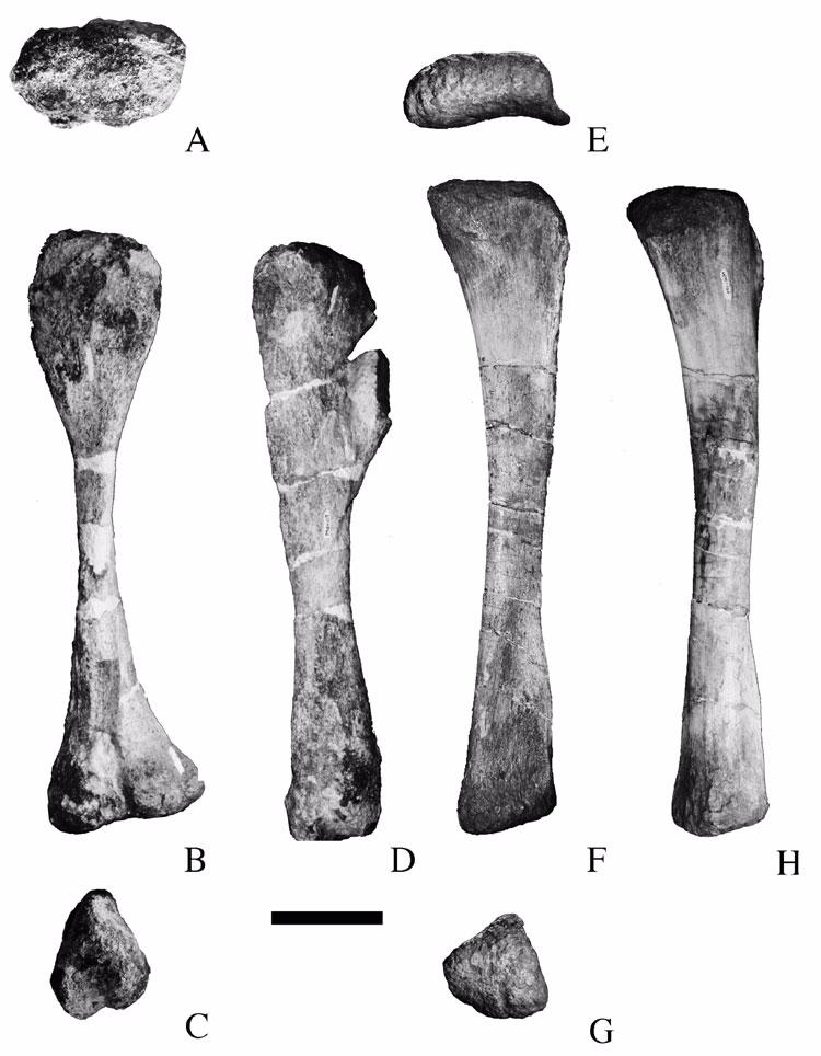 Figure 25. Tibia and right fibula of Malawisaurus dixeyi. A-D, right tibia (Mal-207); E-H, right fibula (Mal-189).