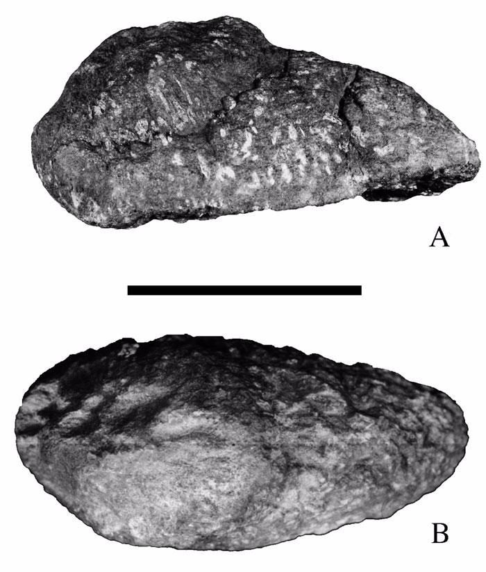 Figure 27. Dermal armor (scute) of Malawisaurus dixeyi (Mal-204). A, lateral view B, dorsal view. Scale bar = 100 mm. neural arch is not preserved.