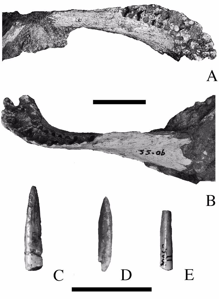 The size and the placement of the posterior ball on the centrum of Mal-5, in comparison with strongly procoelous caudal vertebrae of other titanosaurians (SAM 8992; Janensch 1929a; Gilmore 1946;