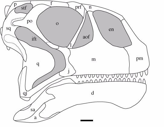 Figure 31. Reconstruction of the skull of Malawisaurus dixeyi.