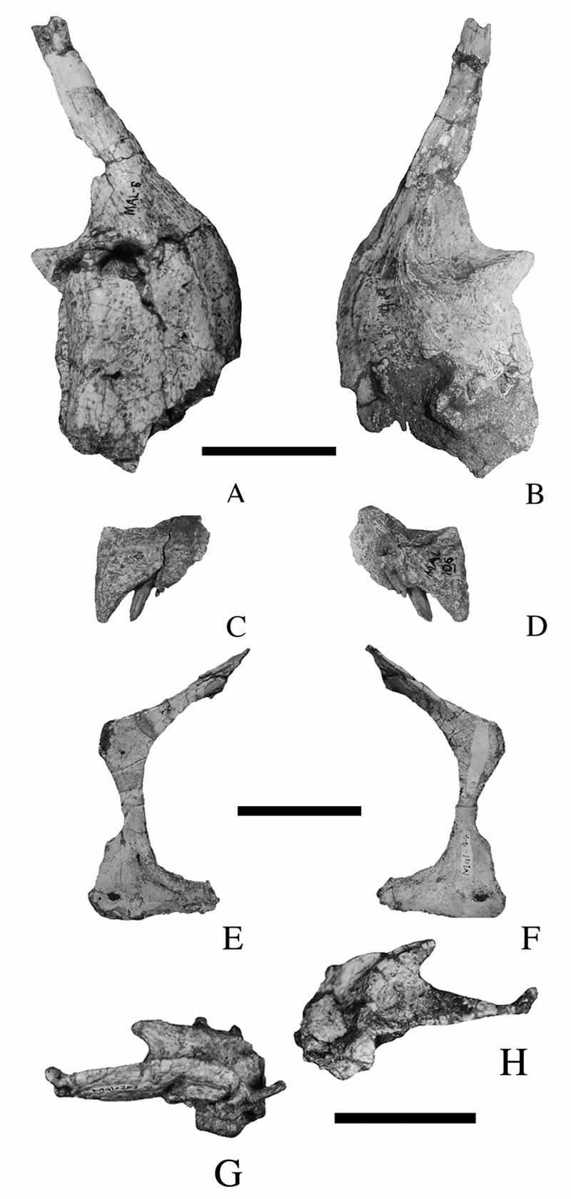 Figure 4. Premaxilla, fragmentary maxilla, jugal, and parietal of Malawisaurus dixeyi.