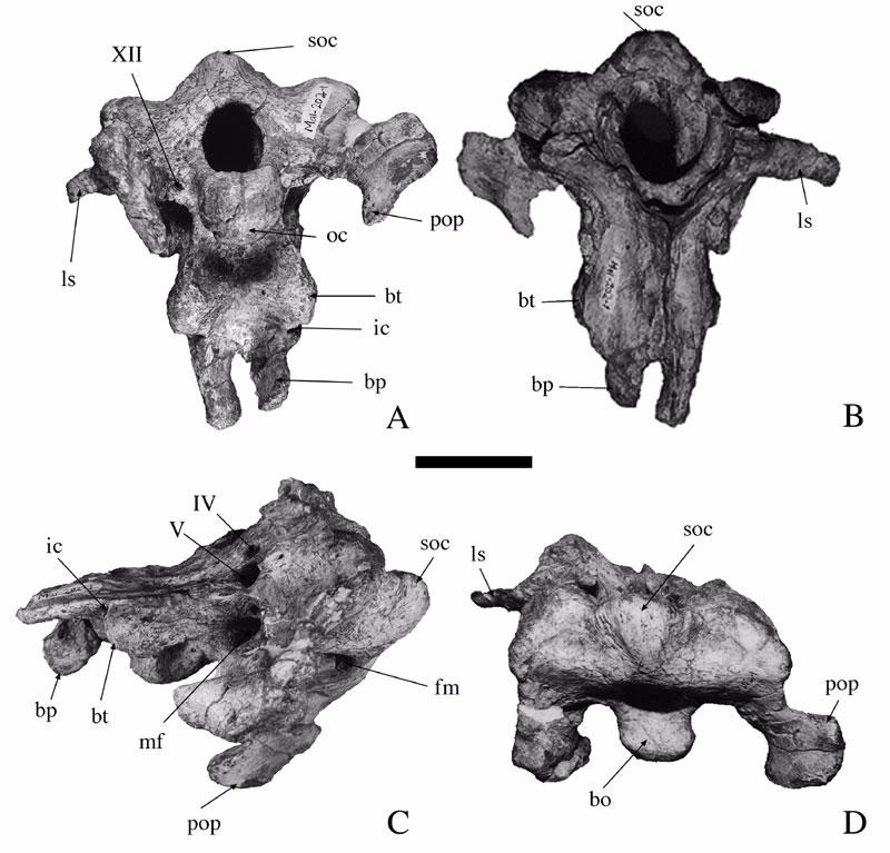Figure 6. Basicranium (Mal-202-1) of Malawisaurus dixeyi. A, ventral view; B, dorsal view; C, lateral view; D, occipital view. Scale bar = 40 mm.