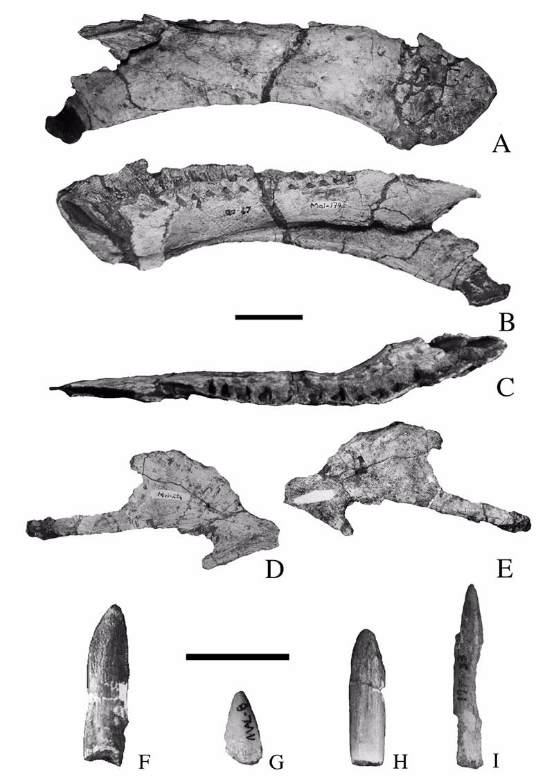 Figure 7. Mandible and teeth of Malawisaurus dixeyi. A-C, right dentary (Mal-174).