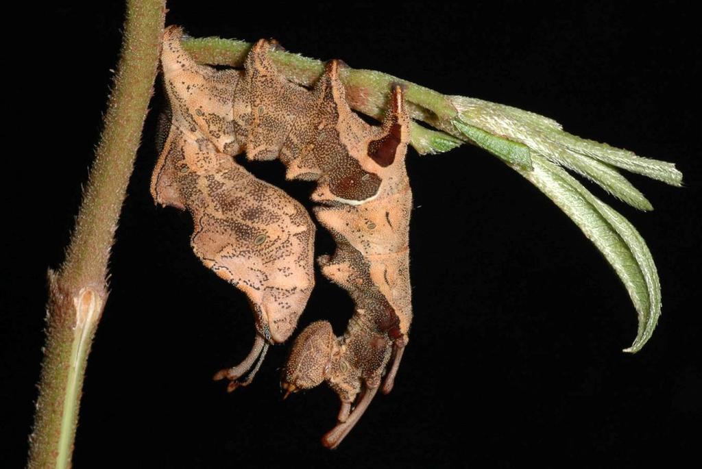 Leong: Last Instar Caterpillar and Metamorphosis of Neostauropus alternus Fig. 1. Cryptic posture of final instar larva of Neostauropus alternus perched on its hostplant, Melastoma malabathricum.