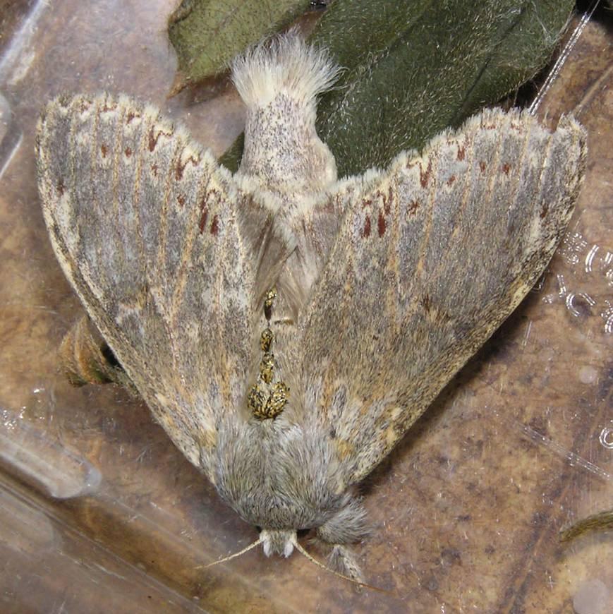 NATURE IN SINGAPORE 2008 Fig. 7. Recently emerged adult female (ZRC.LEP.46), 30 mm body length, after spending 10 days within its cocoon. (Photograph by: Kelvin K. P. Lim).