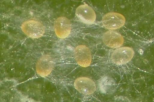 Life Cycle and Behavior After hatching from the egg, Hemicheyletia wellsina has four life stages: the larvae, a first nymphal stage, a second nymphal stage, and adult males and females.