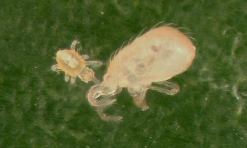 Even larval Hemicheyletia wellsina (De Leon) (left) can attack and kill a much larger adult female of Metaseiulus occidentalis (Nesbitt) (right). Figure 6.