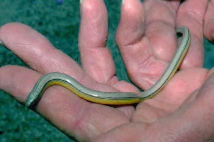 Silvery Legless Lizard (Anniella pulchra pulchra) Status State: Federal: Population Trend Species of Concern None Global: Declining State: Declining Within Inventory Area: Unknown 1998 William