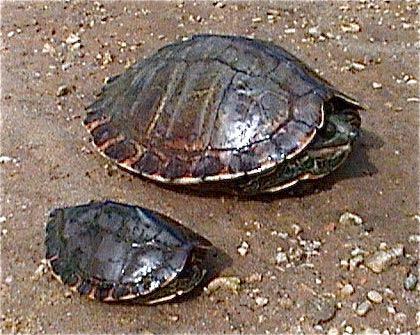 029.2 Conservation Biology of Freshwater Turtles and Tortoises Chelonian Research Monographs, No. 5 Figure 3.
