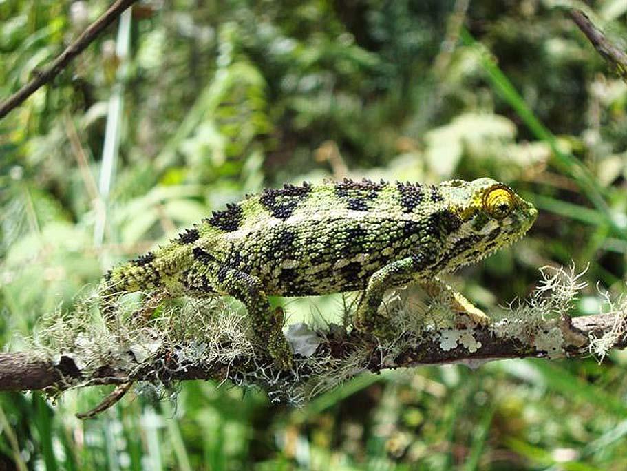 Since most species of chameleons sleep exposed on vegetation and this species exhibits this behavior, it is likely that C.
