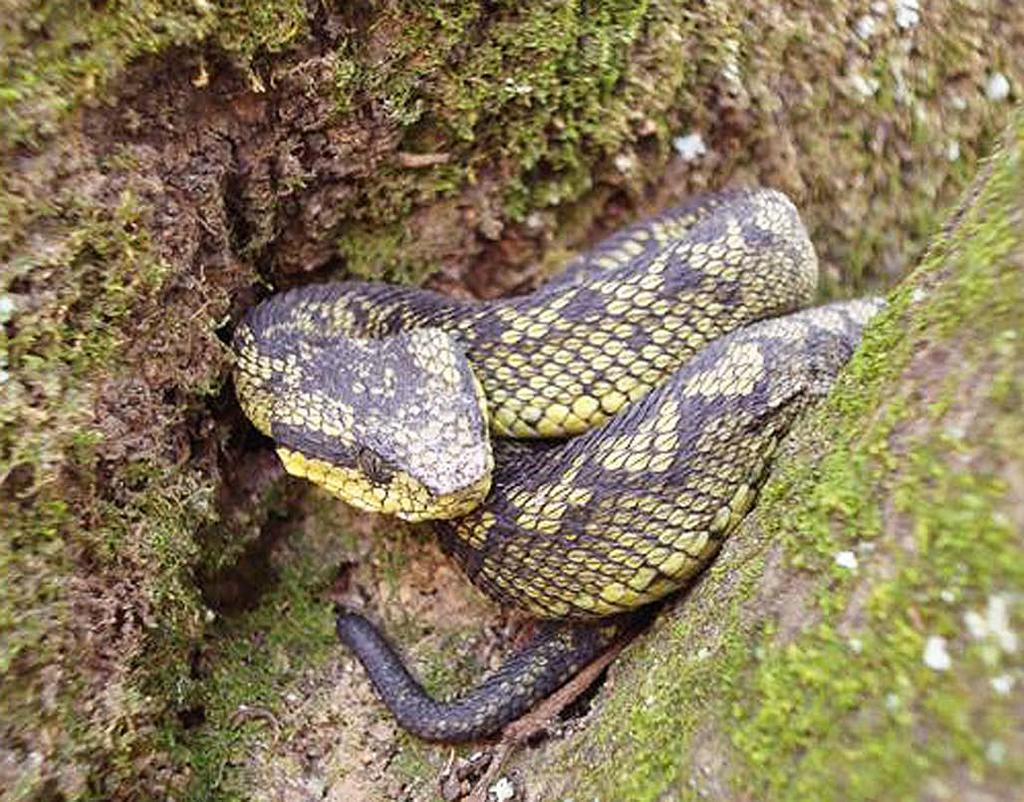 (2), Colubridae (2), and Viperidae (1). According to the IUCN (2009), the eight reptile species that occur in the PNV are not listed.