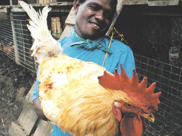 KAI KOKORAKO Keeping chickens for income and food in the Solomon