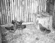provide a dark and private place for the hens to lay eggs should be made so that other hens cannot watch the hen lay; the other hens might break and eat the eggs nests should have soft materials like