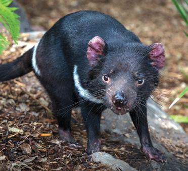 tasmanian devil Sarcophilus harrisii SIZE Tasmanian devils can be 23 to 26 inches (57 to 65 centimeters) long with a tail that s about 10 inches (26 centimeters) long.