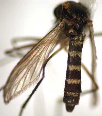 Aedes (Neomelaniconion)