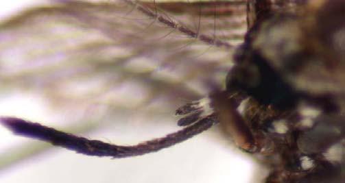 Aedes (Diceromyia) fascipalpis (Edwards) Terga with