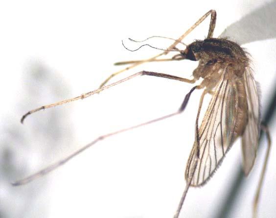 Aedes (Aedimorphus) ochraceus (Theobald)