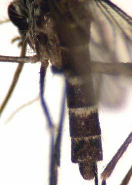 Aedes (Aedimorphus) dalzieli (Theobald)