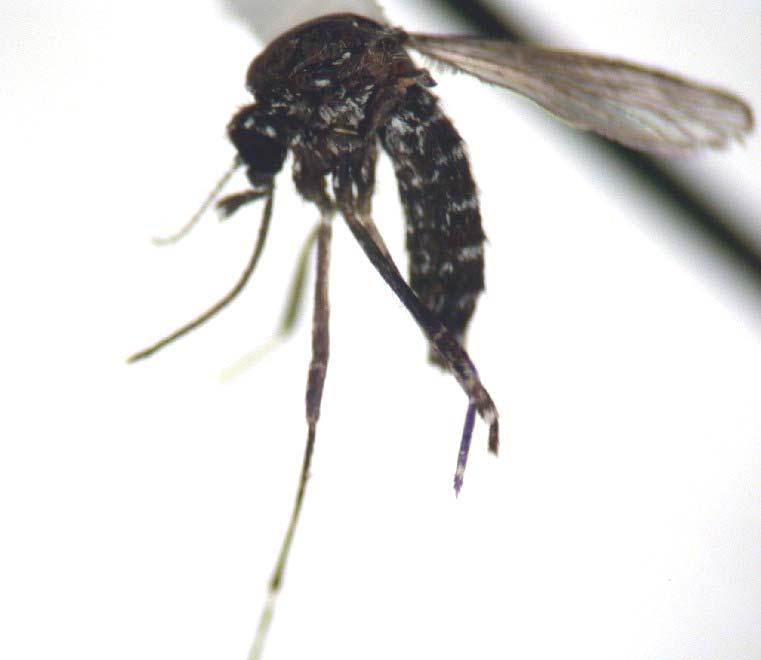 Aedes (Aedimorphus) vittatus (Bigot) Dark proboscis