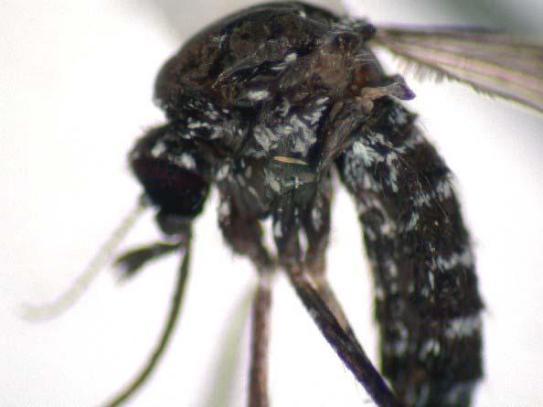 tarsi Black mosquito with silverywhite marks Basal