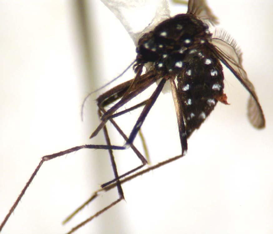 Aedes (Aedimorphus) argenteopunctatus