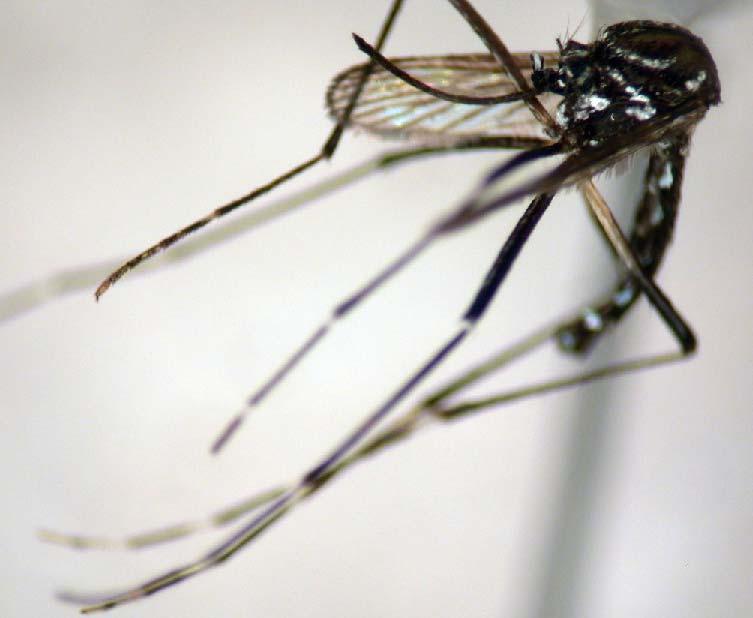 Aedes (Stegomyia) aegypti (Linneaus) Black mosquito with