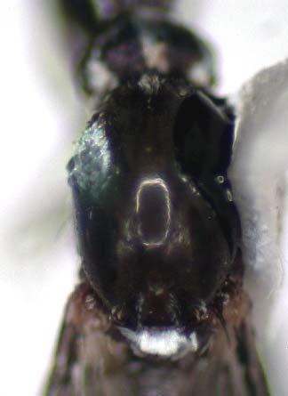 Aedes (Stegomyia) spp.