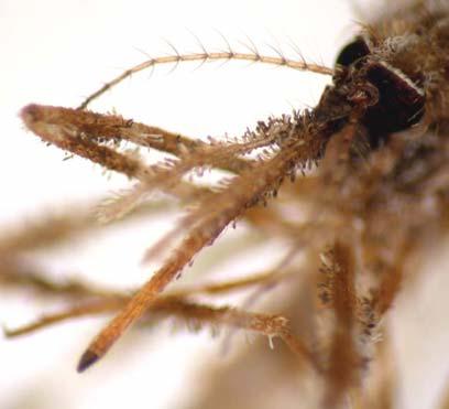 Aedes (Mucidus) sudanensis (Theobald) Relatively long palps for