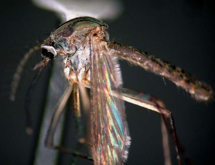 Culex (Culiciomyia) nebulosus Theobald Grayish-brown mosquito with few