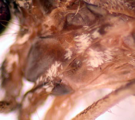 Larvae are predaceous on other mosquito larvae.