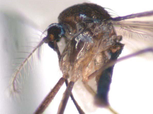 Uranotaenia (Uranotaenia) balfouri Theobald Very tiny mosquito; wing length 2-3 mm Legs dark Iridescent blueishwhite scales lining the orbital margin of the eye, forming a stripe above the wing, and