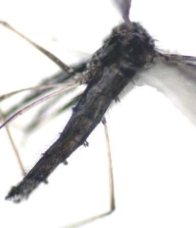scale tufts on abdomen Collection