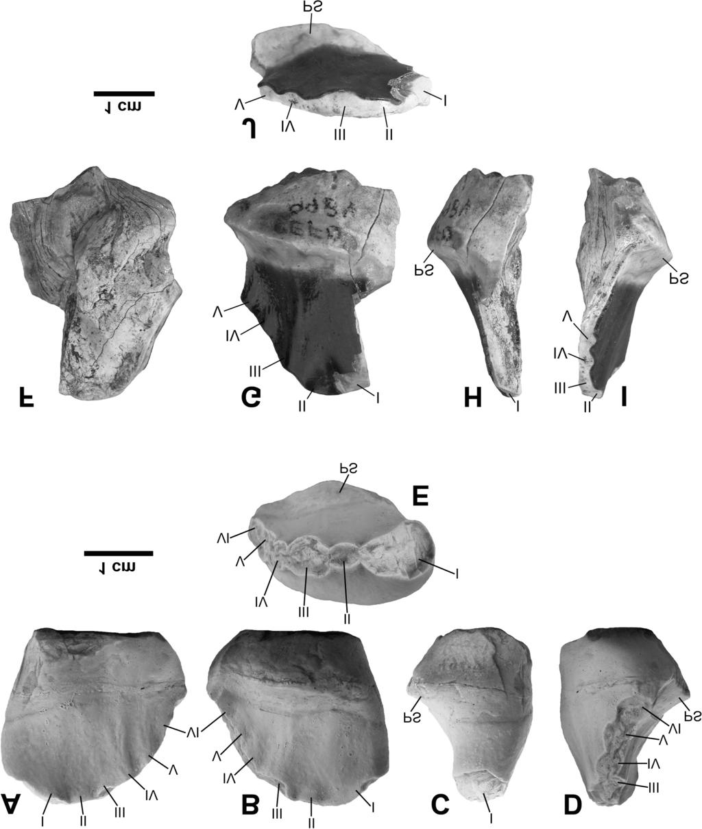 1342 Can. J. Earth Sci. Vol. 42, 2005 Fig. 3. Teeth of Kraterokheirodon colberti, gen et sp. nov.