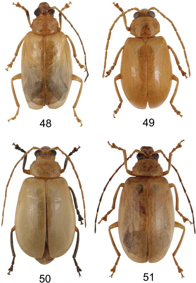 Acta Entomologica Musei Nationalis Pragae, 53(2), 2013 735 Figs 48 51. Habitus. 48 Hesperopenna medvedevi nom. nov. (male, Vietnam, 8.2 mm); 49 H.