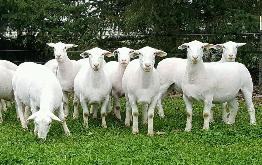 Croix ewes and expanded to a flock of 400 Purebred White Dorper ewes whose offspring have found numerous markets throughout the country.