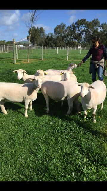 WILLOW CREEK RANCH Bill & Diane Moy 4385 Tolenas Road, Fairfield, CA 94533 (707) 249-4452 willowcreekdorpers@gmail.com Willow Creek Ranch raises registered White Dorper sheep.